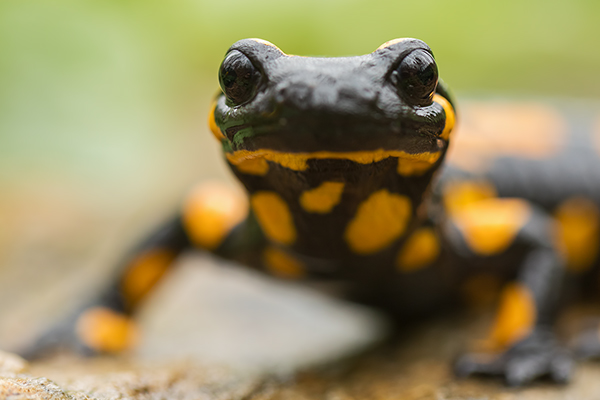 Feuersalamander - Salamandra salamandra - Sachsen, Amhibien, Salamandra, Schwanzlurche, Echte Salamander, Caudata, Salamandroidea, Amphibia 