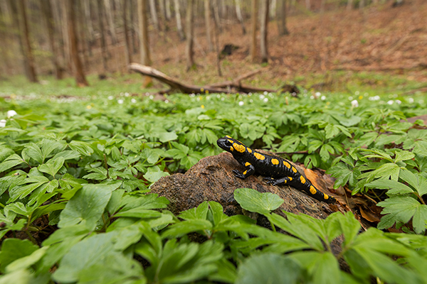 Feuersalamander - Salamandra salamandra - Sachsen, Amhibien, Salamandra, Schwanzlurche, Echte Salamander, Caudata, Salamandroidea, Amphibia 