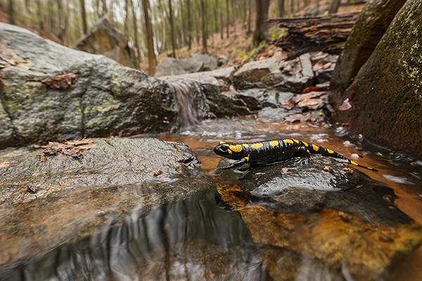 Feuersalamander - Salamandra salamandra - Sachsen, Amhibien, Salamandra, Schwanzlurche, Echte Salamander, Caudata, Salamandroidea, Amphibia 