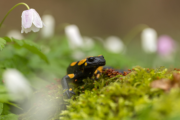 Feuersalamander - Salamandra salamandra - Sachsen, Amhibien, Salamandra, Schwanzlurche, Echte Salamander, Caudata, Salamandroidea, Amphibia 