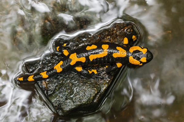 Feuersalamander - Salamandra salamandra - Sachsen, Amhibien, Salamandra, Schwanzlurche, Echte Salamander, Caudata, Salamandroidea, Amphibia 