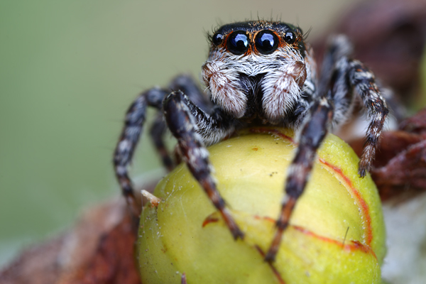 Springspinne  