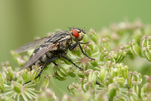 Graue Fleischfliege - Sarcophaga carnaria