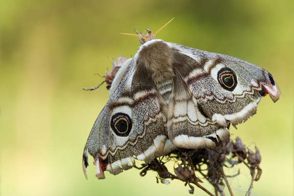 Kleines Nachtpfauenauge - Saturnia pavonia