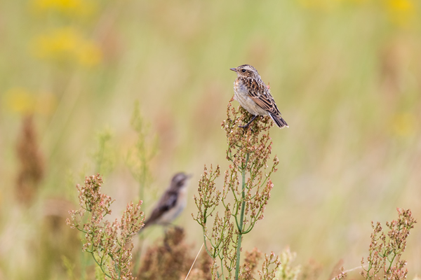 Braunkehlchen - Saxicola rubetra Maennchen Voegel Singvoegel Sperlingsvoegel Schmaetzer Fliegenschnaepper Sachsen