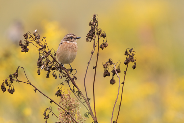 Braunkehlchen - Saxicola rubetra Maennchen Voegel Singvoegel Sperlingsvoegel Schmaetzer Fliegenschnaepper Sachsen