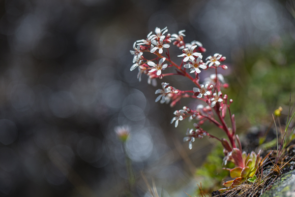 Strauß-Steinbrech, Saxifraga cotyledon, Jotunheimen, Norwegen