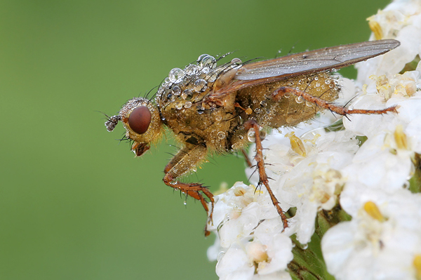 Gelbe Dungfliege - Scatophaga stercoraria