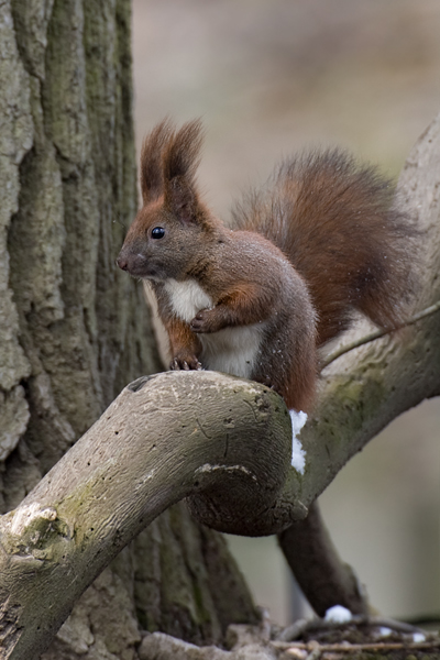 Europaeisches Eichhoernchen - Sciurus vulgaris