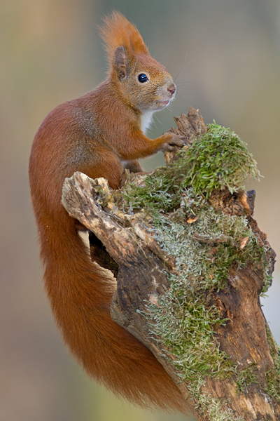 Europaeisches Eichhoernchen - Sciurus vulgaris