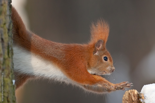 Europaeisches Eichhoernchen - Sciurus vulgaris