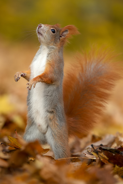 Europaeisches Eichhoernchen - Sciurus vulgaris Baumhoernchen Sachsen 