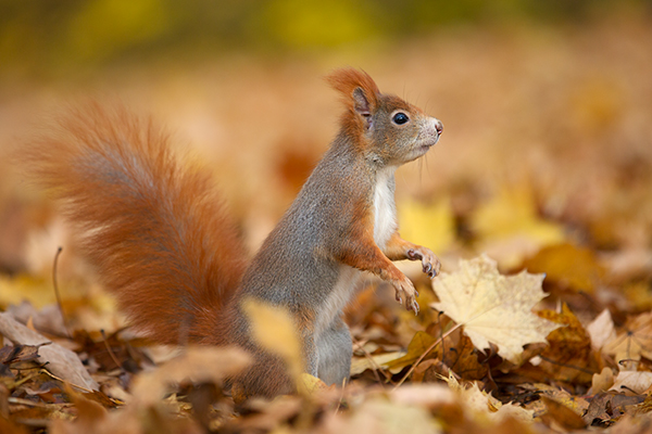 Europaeisches Eichhoernchen - Sciurus vulgaris Baumhoernchen Sachsen 