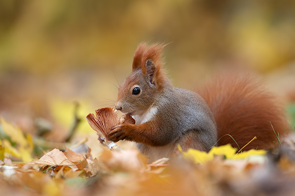 Europaeisches Eichhoernchen - Sciurus vulgaris Baumhoernchen Sachsen 