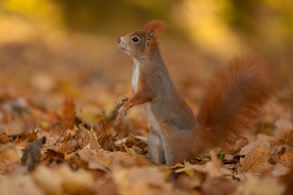 Europaeisches Eichhoernchen - Sciurus vulgaris Baumhoernchen Sachsen 