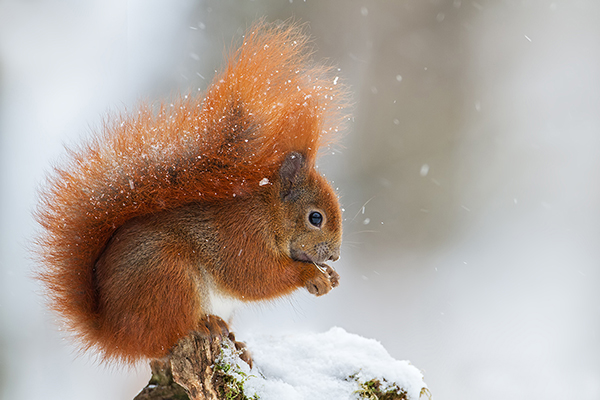 Europaeisches Eichhoernchen - Sciurus vulgaris Baumhoernchen Sachsen 