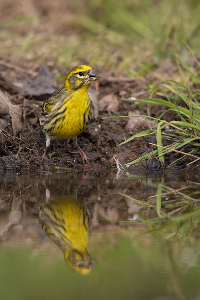 Serinus serinus - Girlitz, Finken, Stieglitzartige, Girlitze, Grimma, Sachsen, Muldental, Carduelinae, Fringillidae, Kleinster Fink