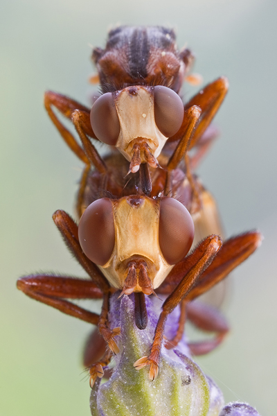 Gemeine Breitstirnblasenkopffliege - Sicus ferrugineus Blasenkopffliege Fliege Zweiflügler Insekten Dickkopffliege