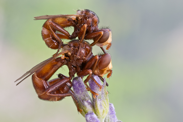 Gemeine Breitstirnblasenkopffliege - Sicus ferrugineus Blasenkopffliege Fliege Zweiflügler Insekten Dickkopffliege