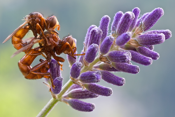 Gemeine Breitstirnblasenkopffliege - Sicus ferrugineus Blasenkopffliege Fliege Zweiflügler Insekten Dickkopffliege