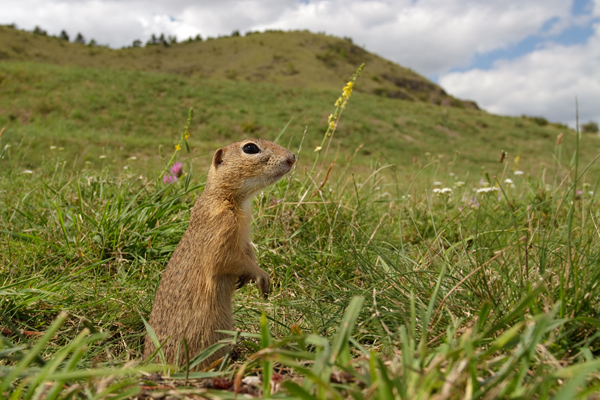 Europaeischer Ziesel - Spermophilus citellus Schlichtziesel Ziesel Raná oestliche Population Erdhoernchen Hoernchen Hoernchenverwandte 