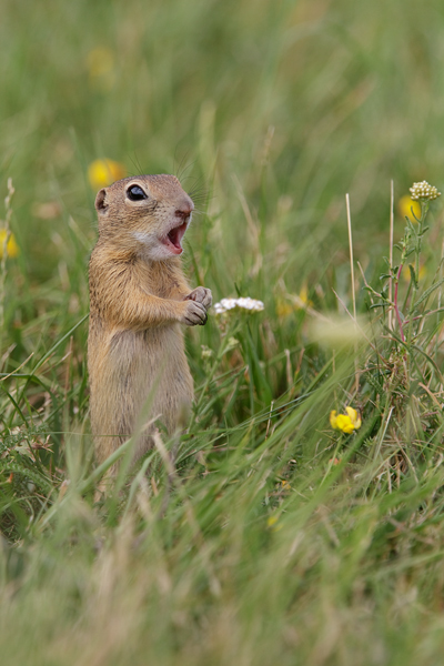 Europaeischer Ziesel - Spermophilus citellus Schlichtziesel Ziesel Raná oestliche Population Erdhoernchen Hoernchen Hoernchenverwandte 