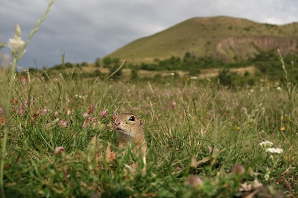 Europaeischer Ziesel - Spermophilus citellus Schlichtziesel Ziesel Raná oestliche Population Erdhoernchen Hoernchen Hoernchenverwandte 