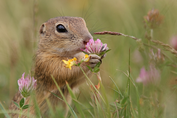 Europaeischer Ziesel - Spermophilus citellus Schlichtziesel Ziesel Raná oestliche Population Erdhoernchen Hoernchen Hoernchenverwandte 
