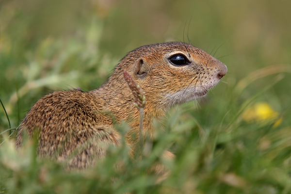 Europaeischer Ziesel - Spermophilus citellus Schlichtziesel Ziesel Raná oestliche Population Erdhoernchen Hoernchen Hoernchenverwandte 