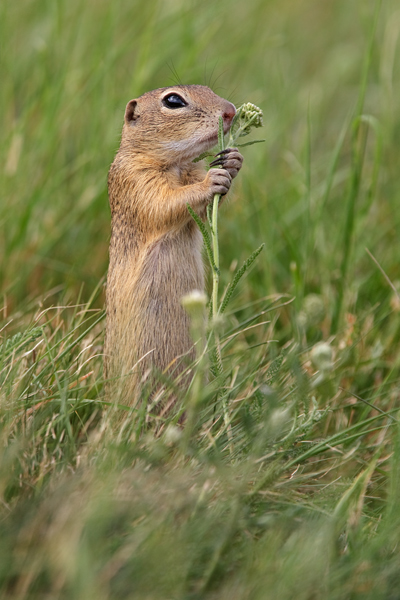 Europaeischer Ziesel - Spermophilus citellus Schlichtziesel Ziesel Raná oestliche Population Erdhoernchen Hoernchen Hoernchenverwandte 