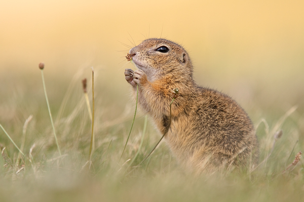 Europaeischer Ziesel - Spermophilus citellus Schlichtziesel Ziesel Raná oestliche Population Erdhoernchen Hoernchen Hoernchenverwandte 