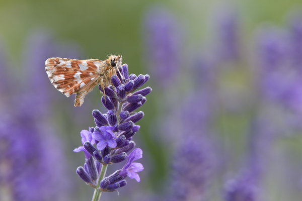 Roter Wuerfel-Dickkopffalter -  Spialia sertorius Wallis Schweiz Dickkopffalter Falter Schmetterlinge
