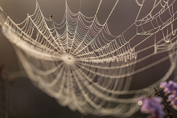 Spinnennetz in der Heide