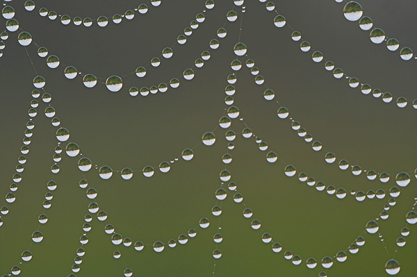 Spinnennetz 