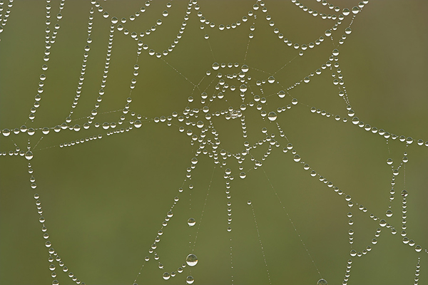 Spinnennetz 