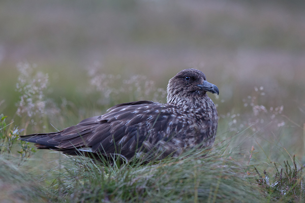 Große Raubmoewe - Stercorarius skua, Regenpfeiferartige, Raubmoewe, Skua, Runde, Norwegen, Stercorariidae