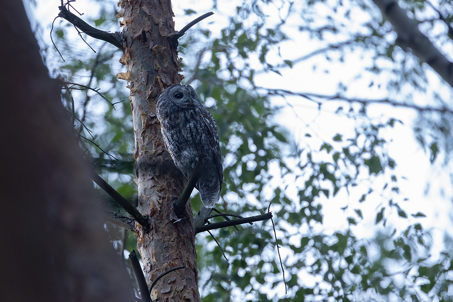 Waldkauz - Strix aluco Kaeuze Kauz Eulen Sachsen Waldkauz in Sachsen Voegel 