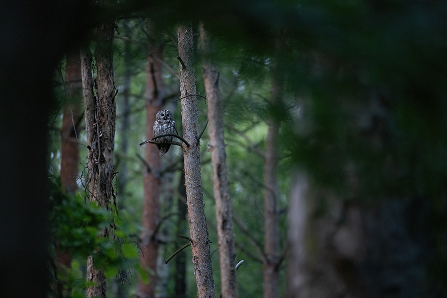 Waldkauz - Strix aluco Kaeuze Kauz Eulen Sachsen Waldkauz in Sachsen Voegel 
