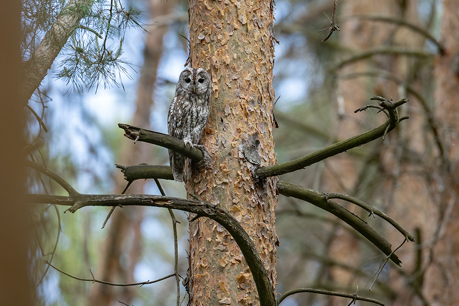 Waldkauz - Strix aluco Kaeuze Kauz Eulen Sachsen Waldkauz in Sachsen Voegel 