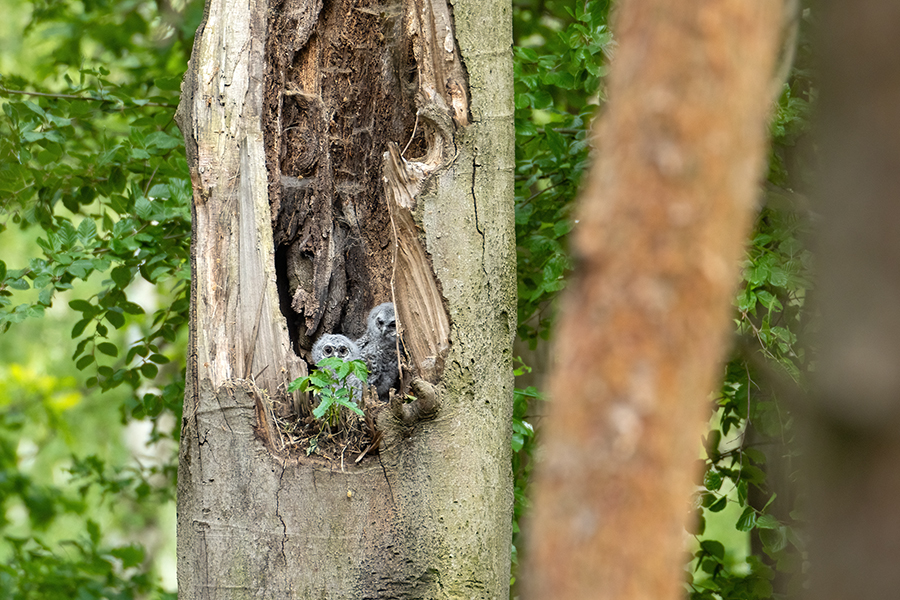 Waldkauz - Strix aluco Kaeuze Kauz Eulen Sachsen Waldkauz in Sachsen Voegel 