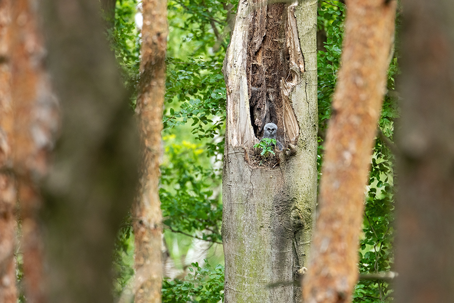 Waldkauz - Strix aluco Kaeuze Kauz Eulen Sachsen Waldkauz in Sachsen Voegel 