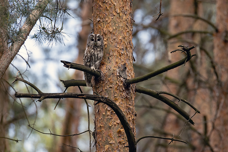 Waldkauz - Strix aluco Kaeuze Kauz Eulen Sachsen Waldkauz in Sachsen Voegel 