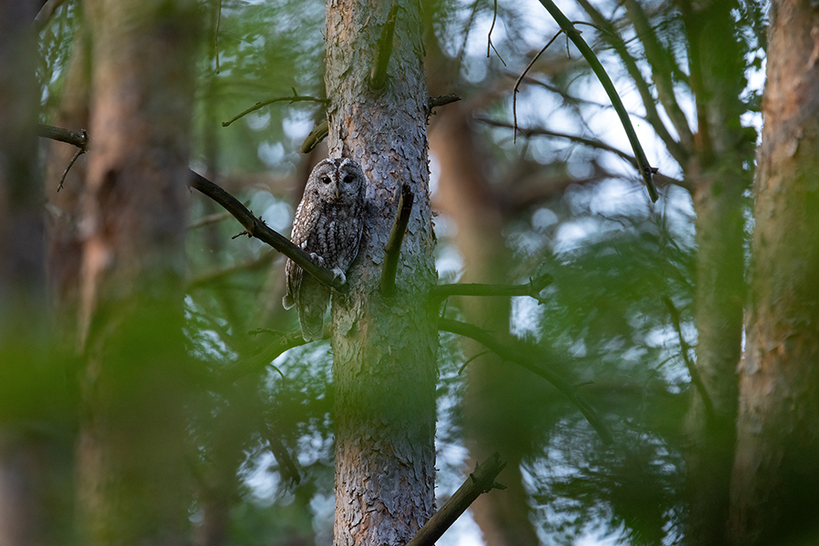 Waldkauz - Strix aluco Kaeuze Kauz Eulen Sachsen Waldkauz in Sachsen Voegel 