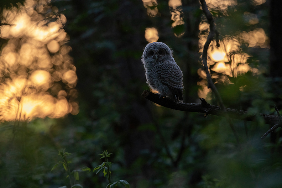Waldkauz - Strix aluco Kaeuze Kauz Eulen Sachsen Waldkauz in Sachsen Voegel 