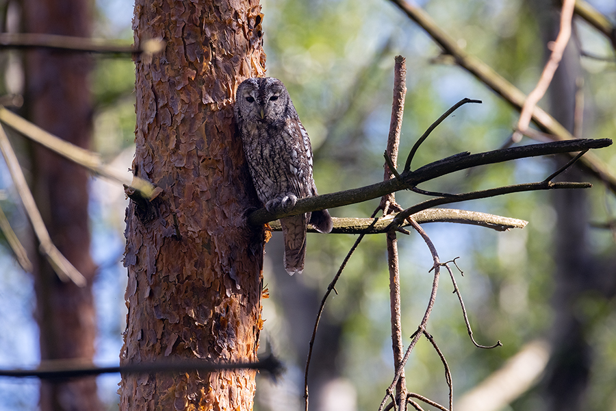 Waldkauz - Strix aluco Kaeuze Kauz Eulen Sachsen Waldkauz in Sachsen Voegel 