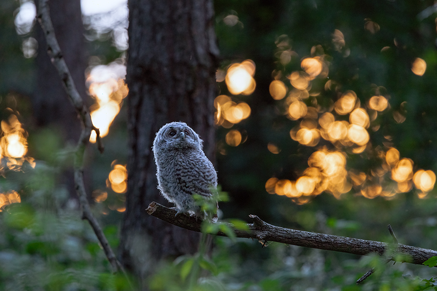 Waldkauz - Strix aluco Kaeuze Kauz Eulen Sachsen Waldkauz in Sachsen Voegel 