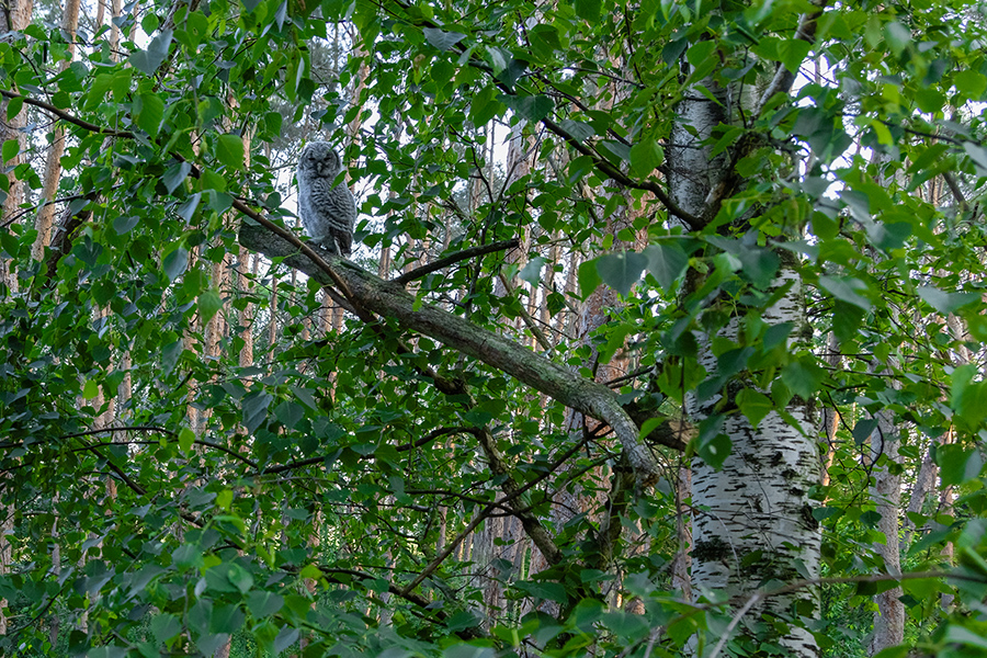 Waldkauz - Strix aluco Kaeuze Kauz Eulen Sachsen Waldkauz in Sachsen Voegel 