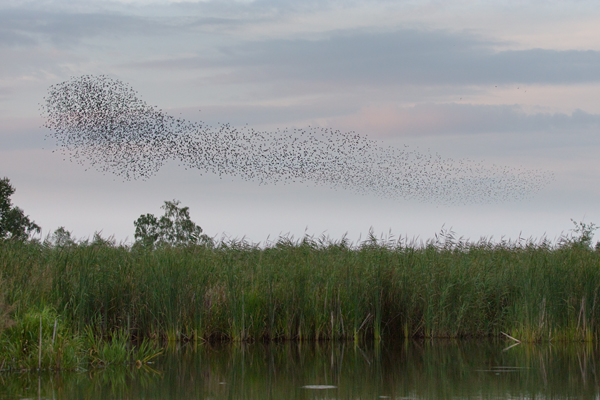 Stare am Abendhimmel - Sturnus vulgaris, Starenformation, Sammlung der Stare, Star, Schwarm, Starenschwarm, Sachsen, Voegel, Vogel, Singvogel, Singvoegel