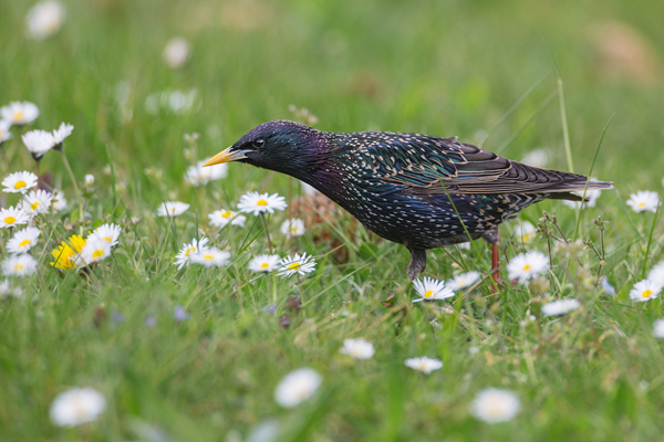 Stare am Abendhimmel - Sturnus vulgaris, Starenformation, Sammlung der Stare, Star, Schwarm, Starenschwarm, Sachsen, Voegel, Vogel, Singvogel, Singvoegel