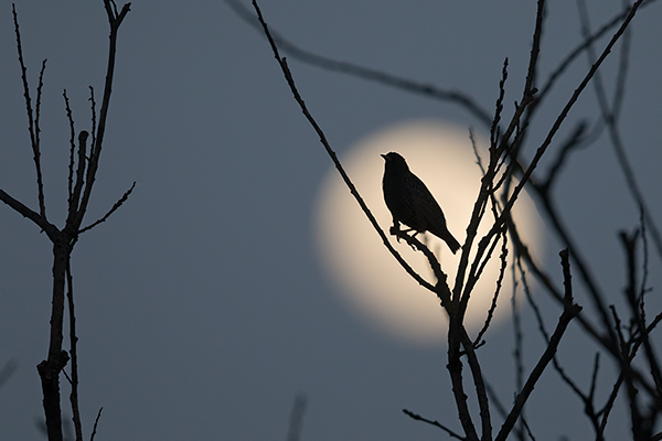 Stare am Abendhimmel - Sturnus vulgaris, Starenformation, Sammlung der Stare, Star, Schwarm, Starenschwarm, Sachsen, Voegel, Vogel, Singvogel, Singvoegel